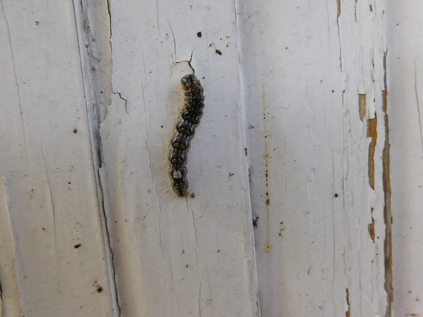 Acronicta megacephala - nagyfejű szigonyosbagoly