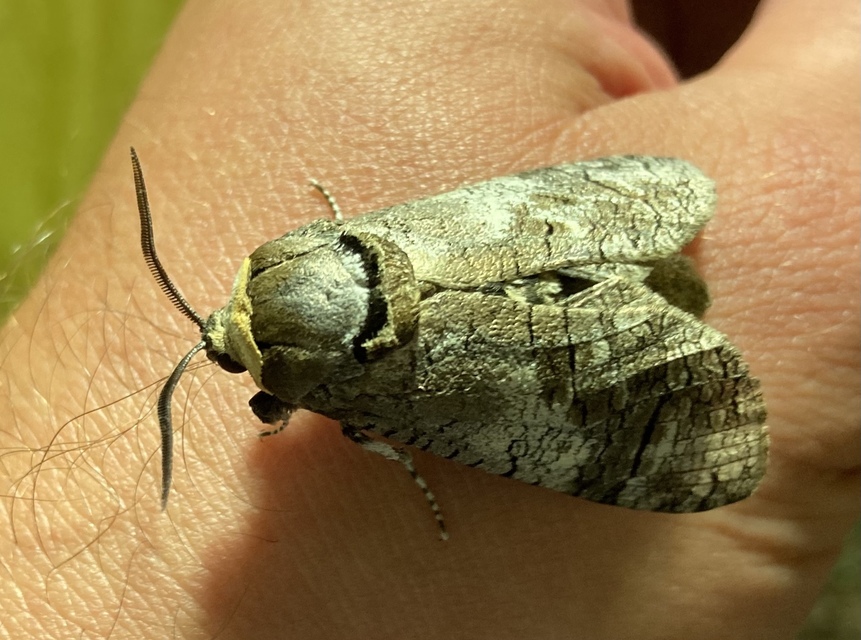 Cossus cossus - fűzfarontólepke