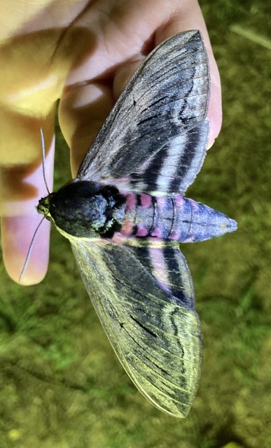 Sphinx ligustri - fagyalszender