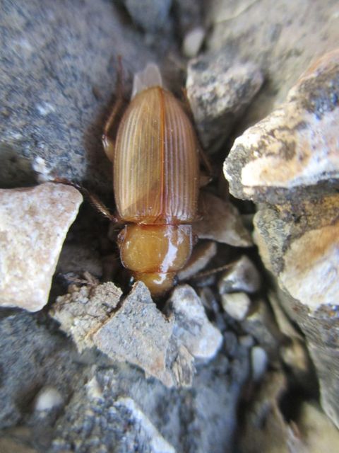 Harpalus flavescens - rozsdás lomhafutó