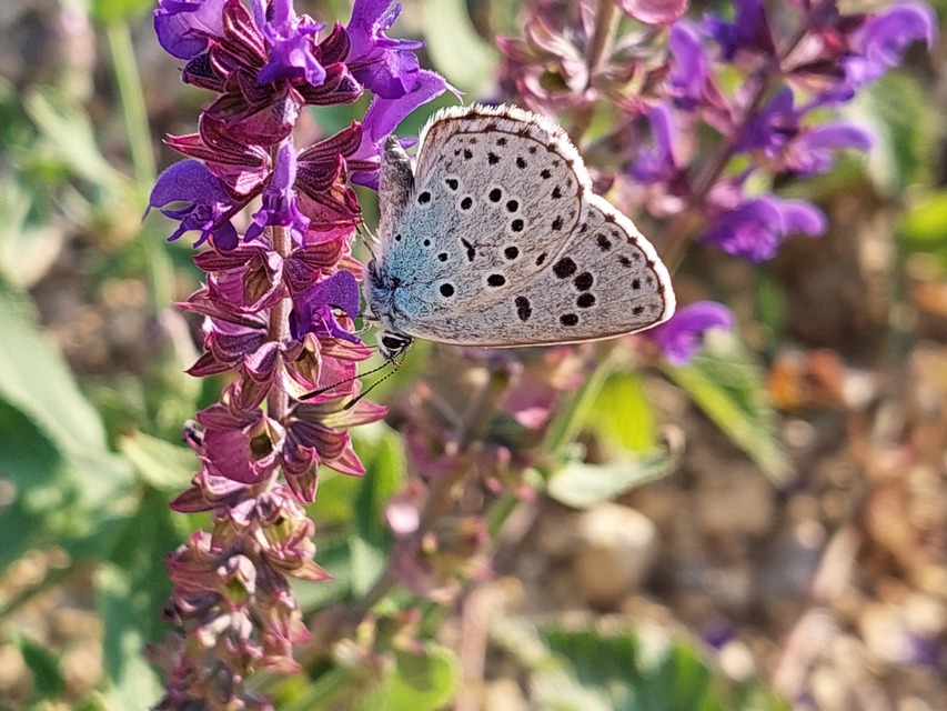 Phengaris arion - nagyfoltú hangyaboglárka