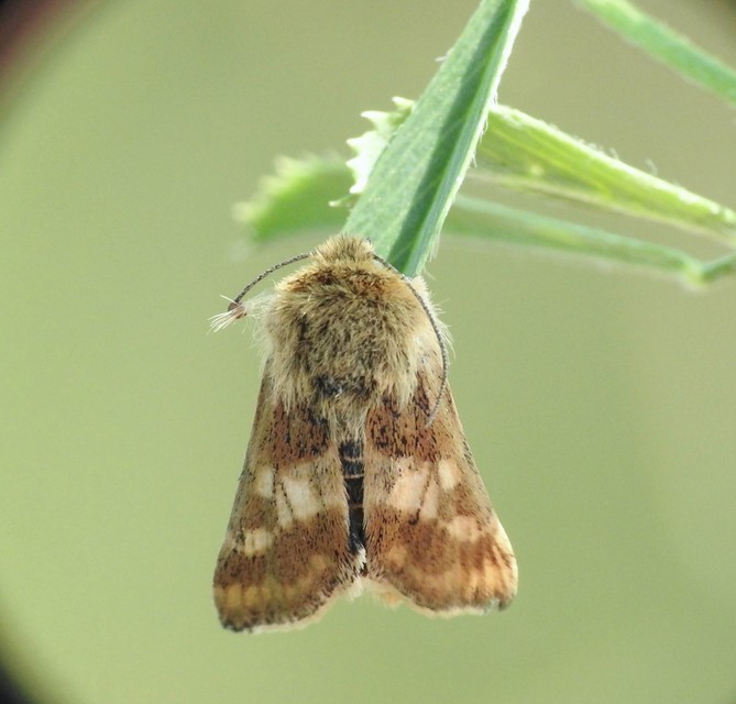Schinia cardui - keserűgyökér-nappalibagoly
