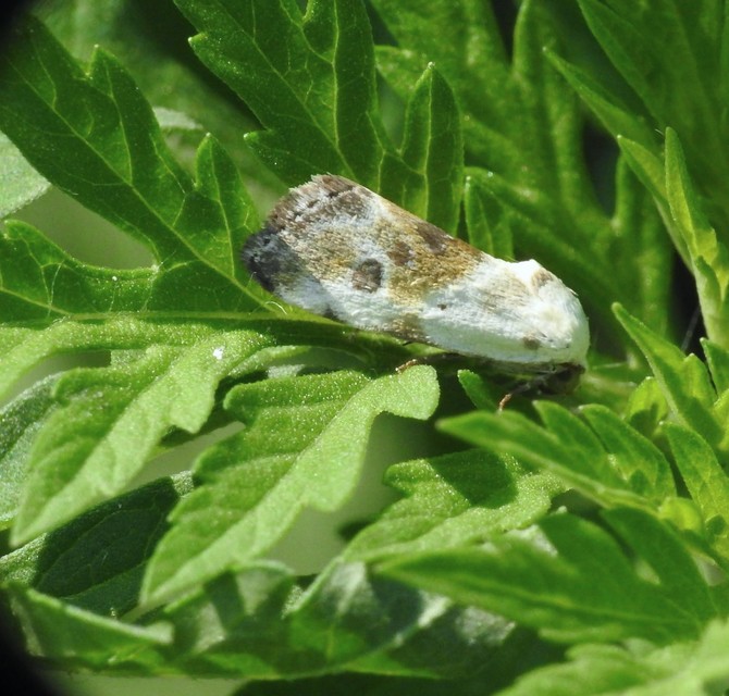 Ponometia candefacta - parlagfűbagoly
