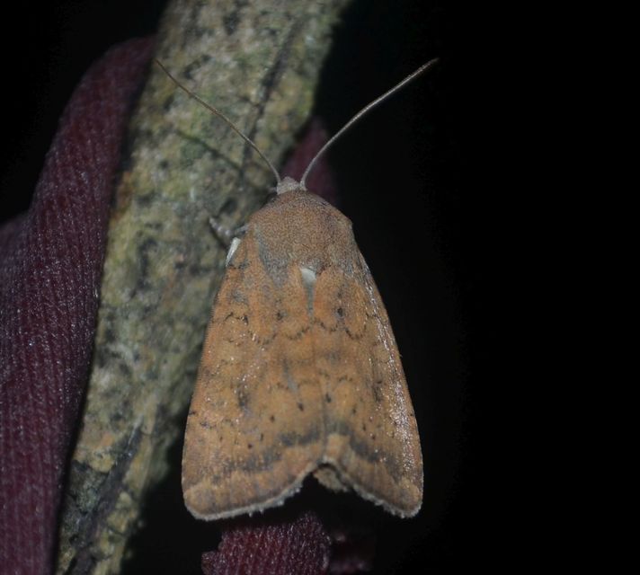 Noctua interjecta - zömök sárgafűbagoly