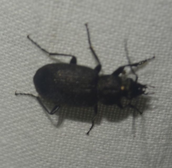 Chlaenius tristis - fekete bűzfutó