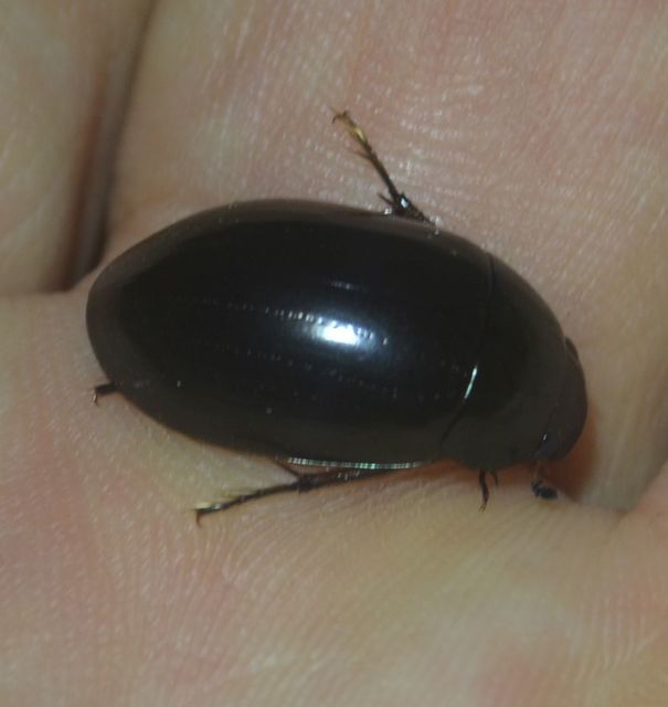 Hydrochara caraboides - kis csibor