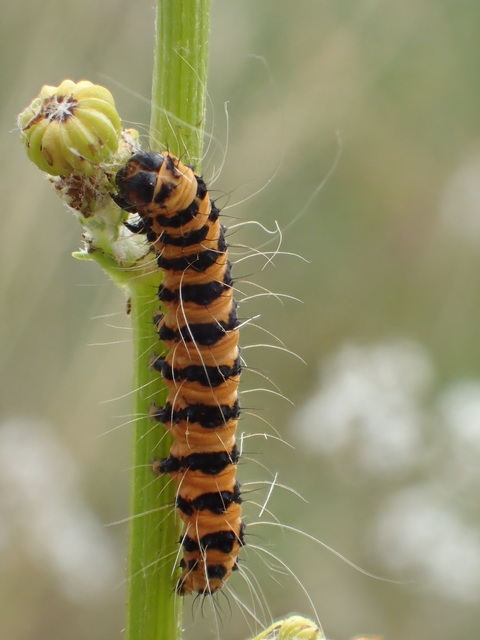 Tyria jacobaeae - jakabfű-medvelepke