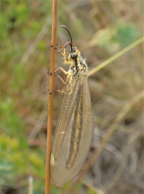 Myrmecaelurus trigrammus - hangyafarkas