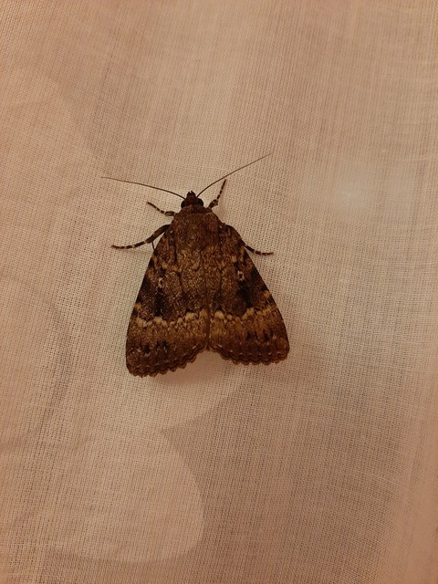 Amphipyra berbera/pyramidea