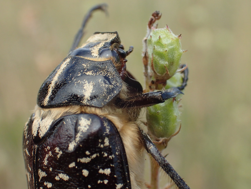 Polyphylla fullo - csapó cserebogár