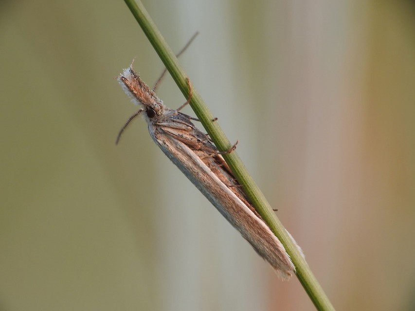 Pleurota