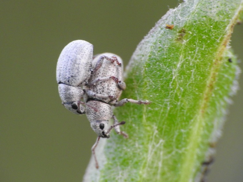 Centricnemus leucogrammus - kis kendermagbogár Centricnemus leucogrammus - kis kendermagbogár