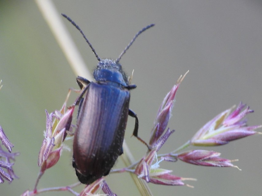 Omophlus lividipes - kis pejbogár Omophlus lividipes - kis pejbogár