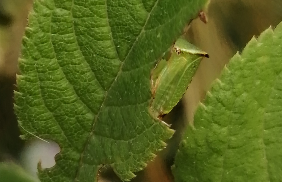 Stictocephala bisonia - bivalykabóca