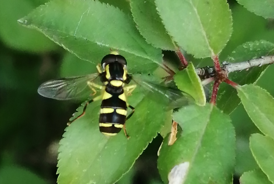 Xanthogramma pedissequum - gyakori oldalsávoslégy