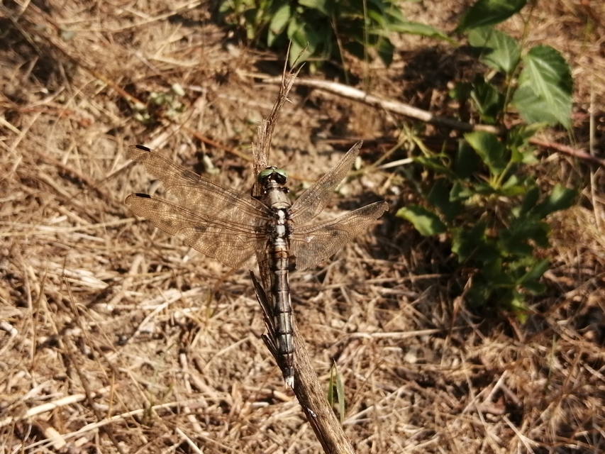 Orthetrum albistylum - fehérfarkú pásztorszitakötő