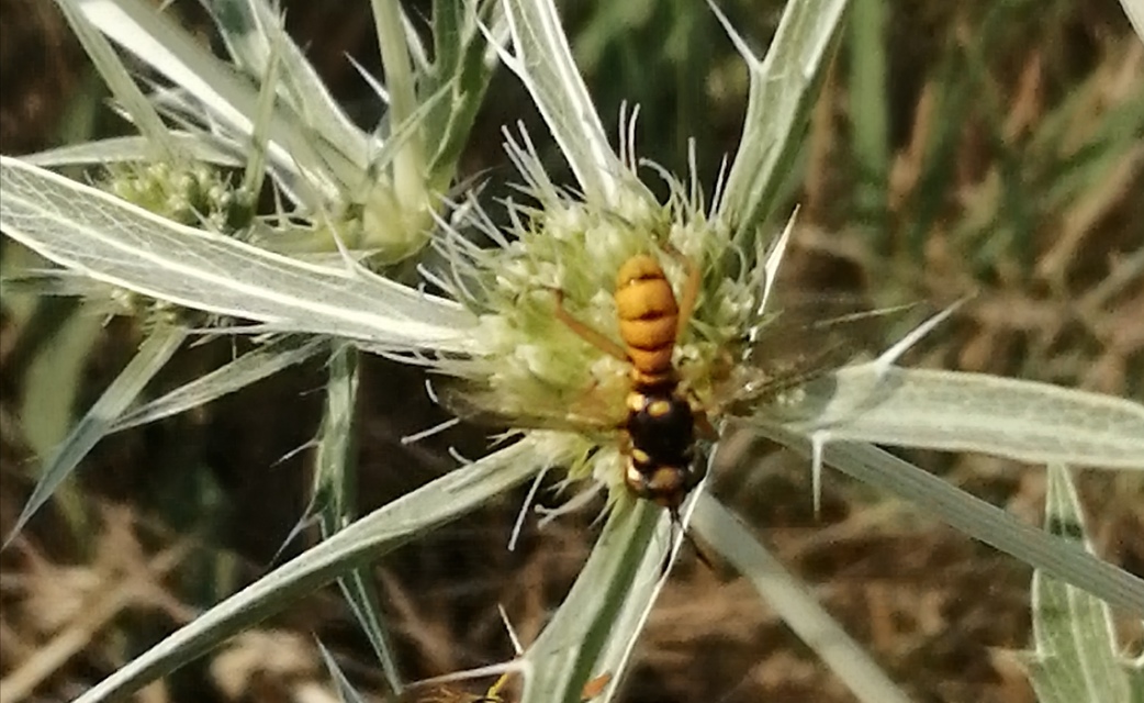 Conopidae - fejeslegyek