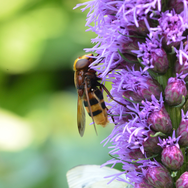 Volucella zonaria - kétöves pihelégy