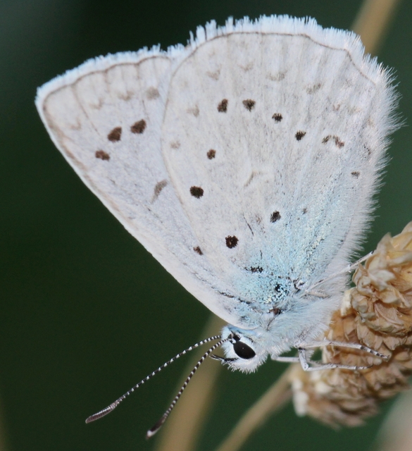 Polyommatus daphnis - csipkés boglárka