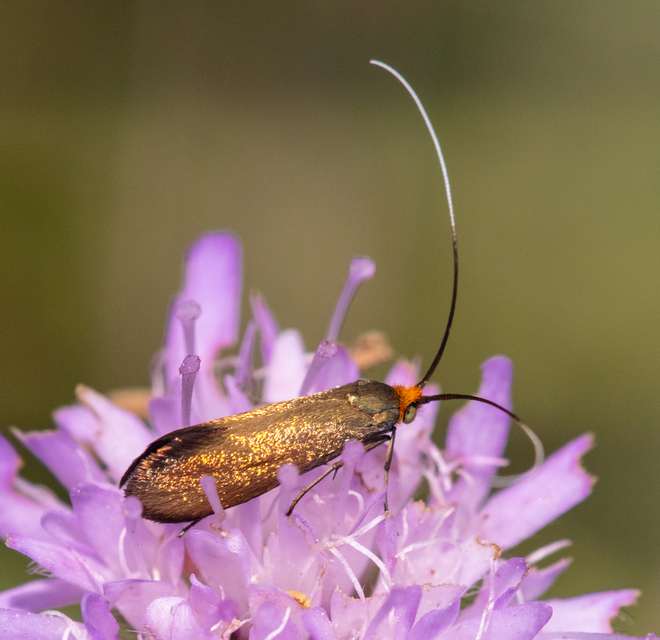 Adelidae - hosszúcsápú-tőrösmolyfélék