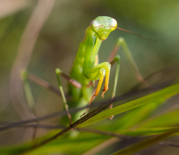 Mantis religiosa - imádkozósáska