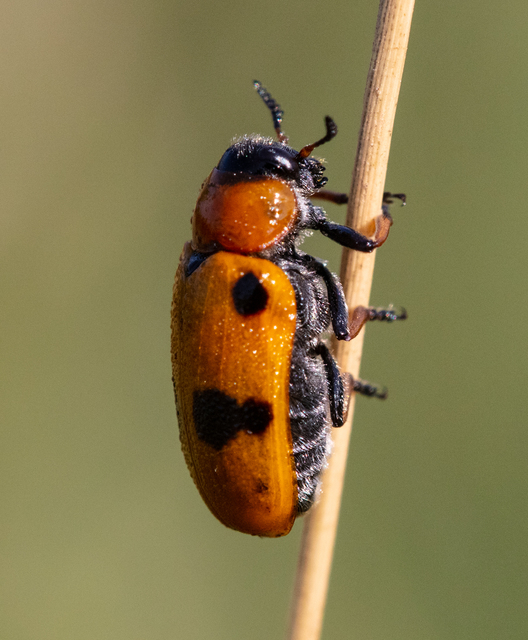 Tituboea macropus - dárdahere-zsákhordóbogár