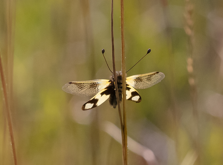 Libelloides macaronius - keleti rablópille