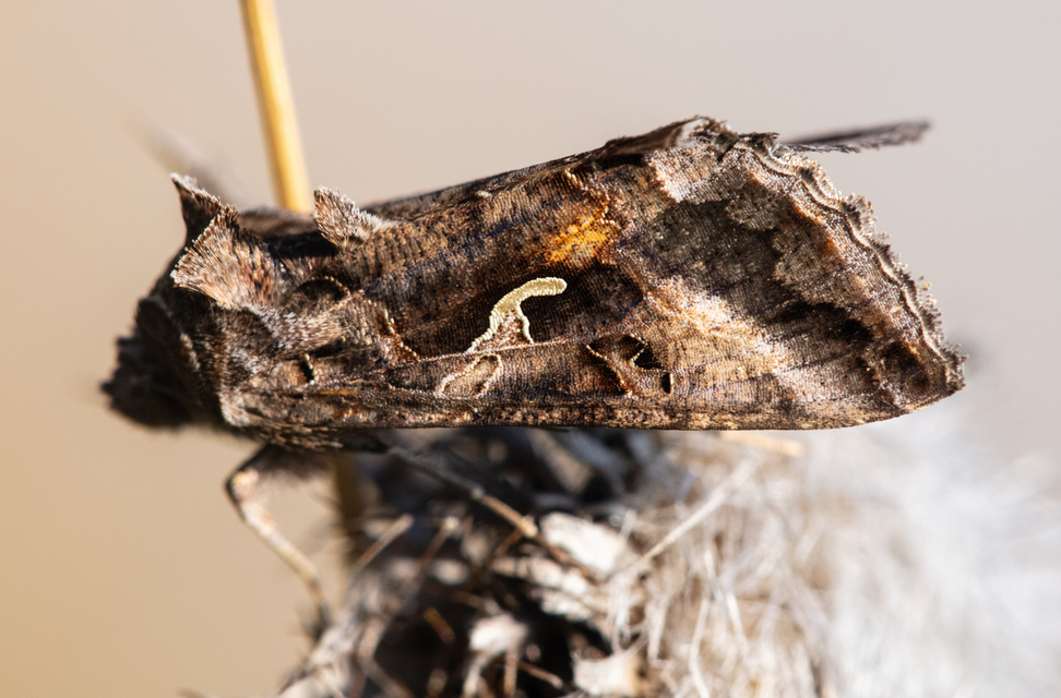Autographa gamma - gammalepke
