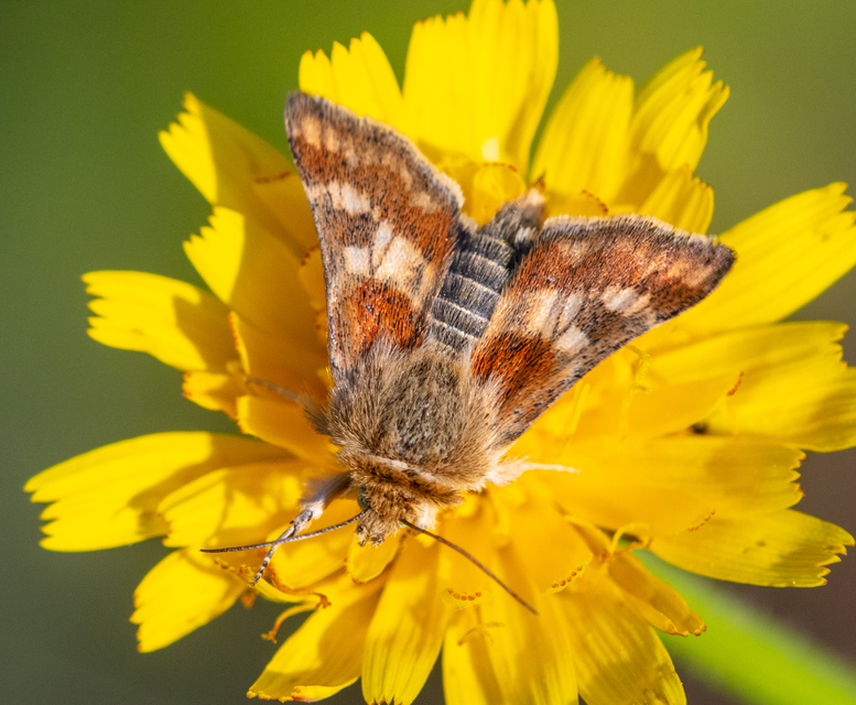 Schinia cardui - keserűgyökér-nappalibagoly