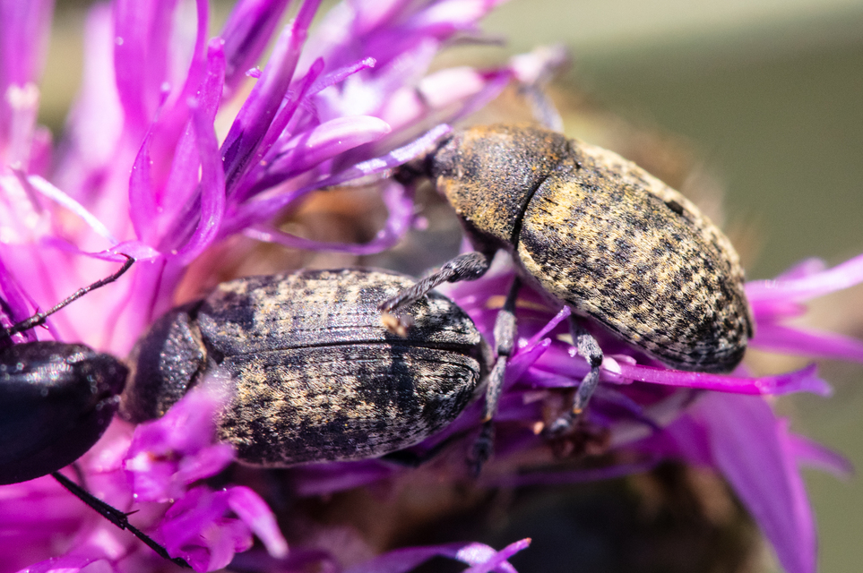 Larinus turbinatus - kúposorrú púderbarkó