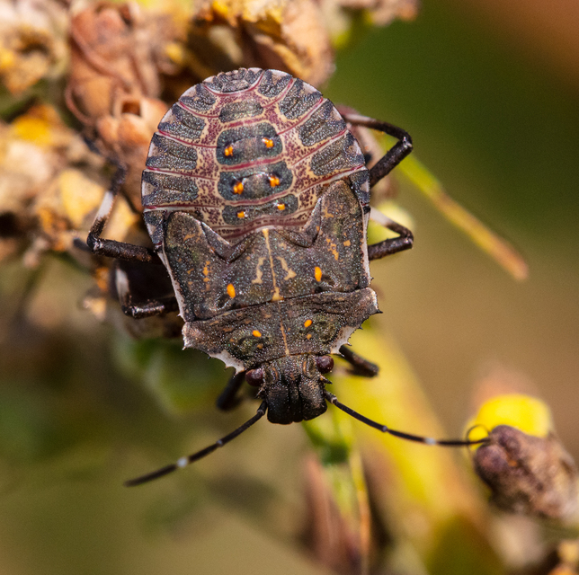 Halyomorpha halys - ázsiai márványospoloska