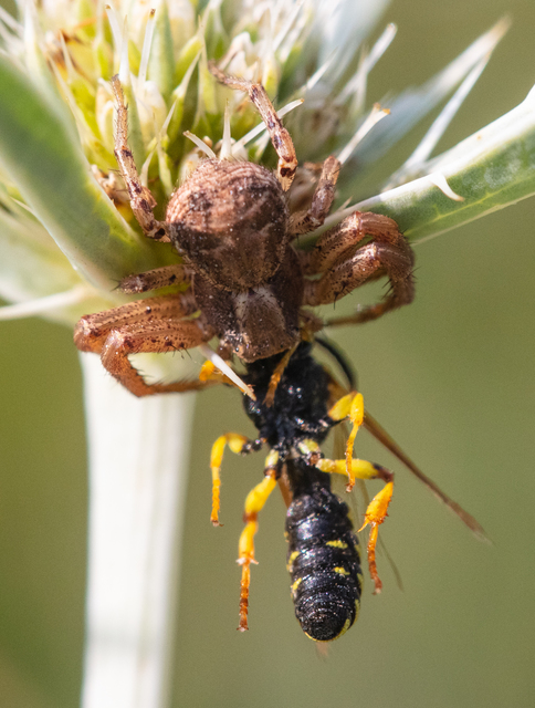 Xysticus