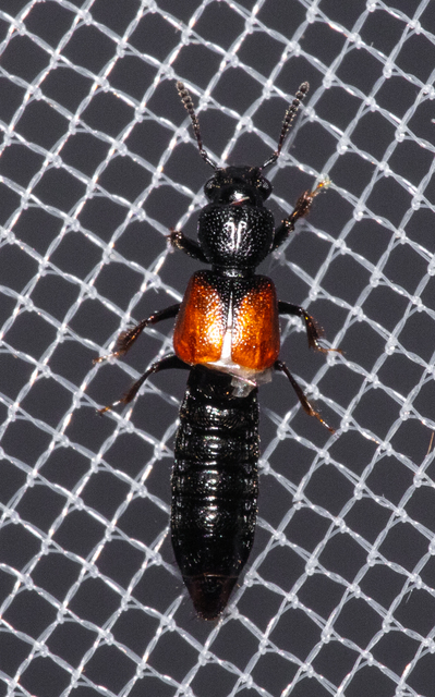 Bledius tricornis - háromszarvú ásóholyva Bledius tricornis - háromszarvú ásóholyva