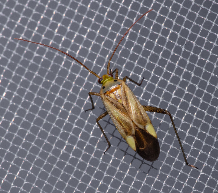 Adelphocoris lineolatus - lucernapoloska