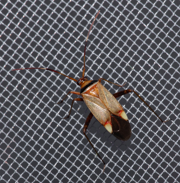 Adelphocoris vandalicus - feketevállú mezeipoloska