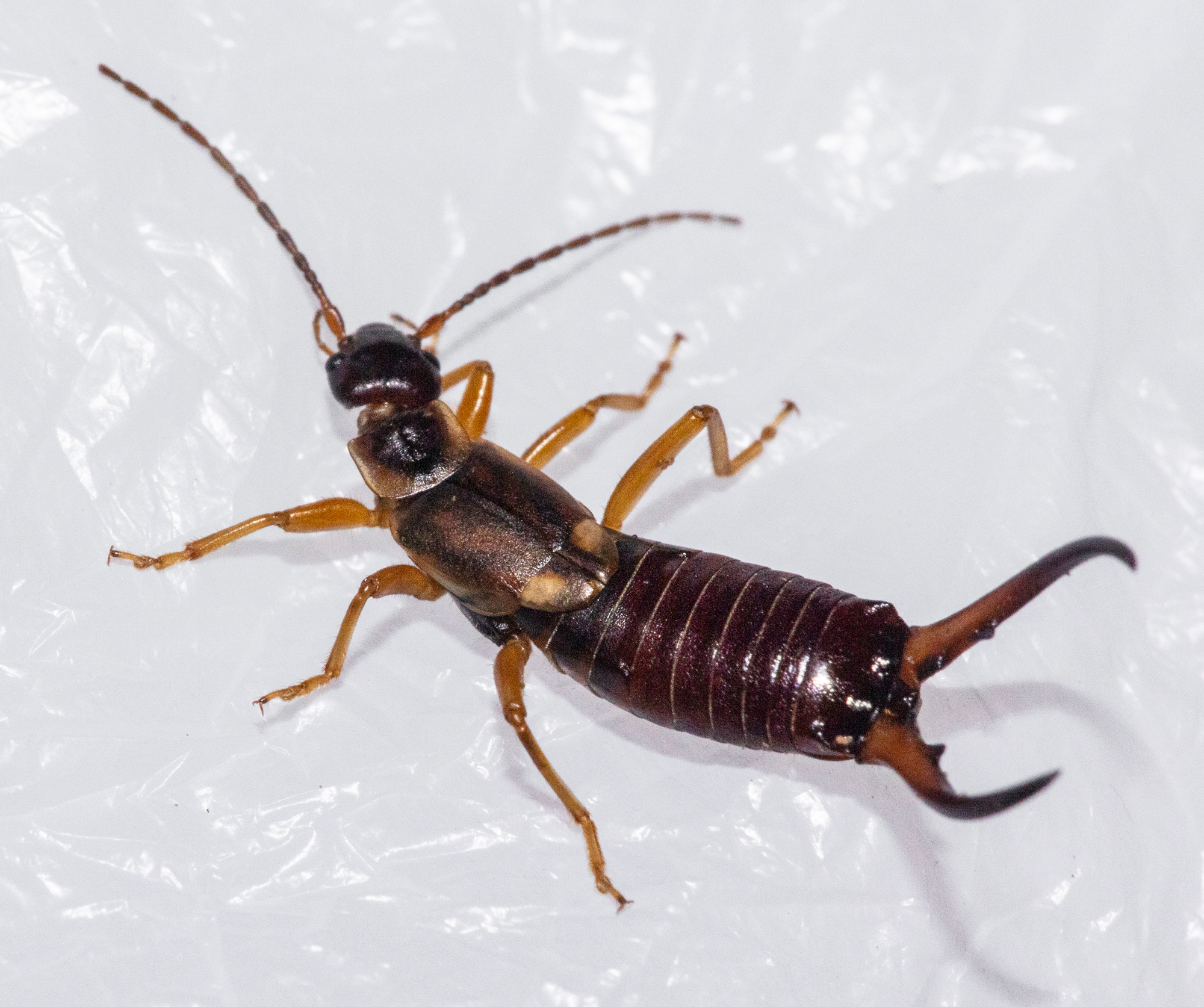 Forficula auricularia - közönséges fülbemászó