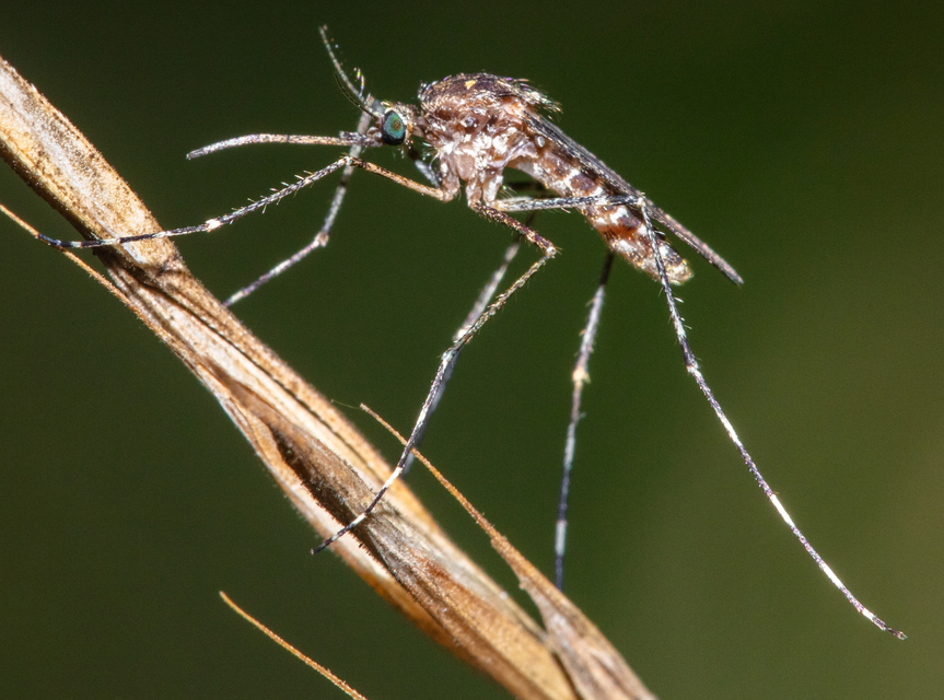 Culicidae - csípőszúnyogok