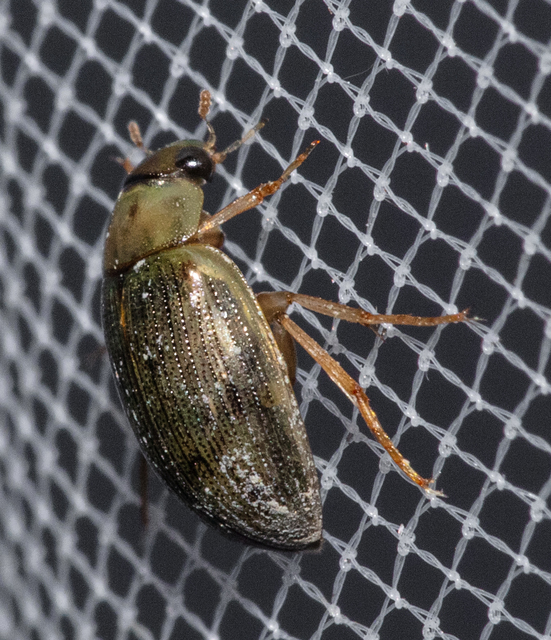 Berosus spinosus - széki szemescsibor Berosus spinosus - széki szemescsibor