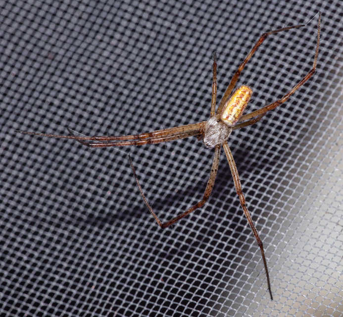 Argiope bruennichi - darázspók