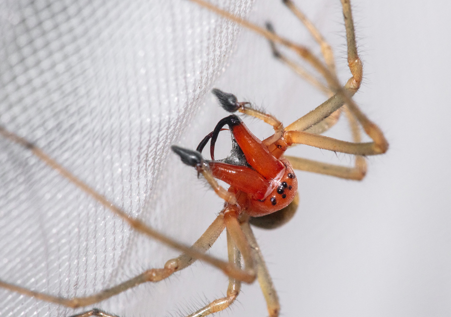 Cheiracanthium punctorium - mérges dajkapók