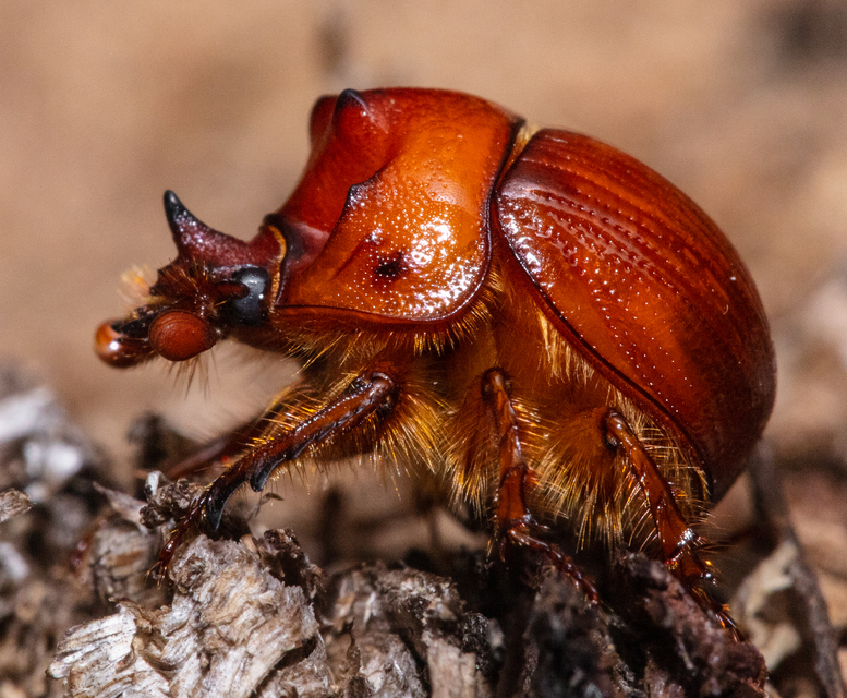 Bolbelasmus unicornis - szarvas álganéjtúró