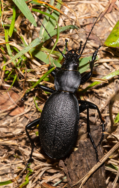 Carabus coriaceus - bőrfutrinka