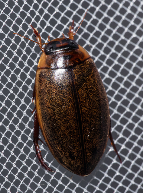 Rhantus suturalis - gyakori particsíkbogár