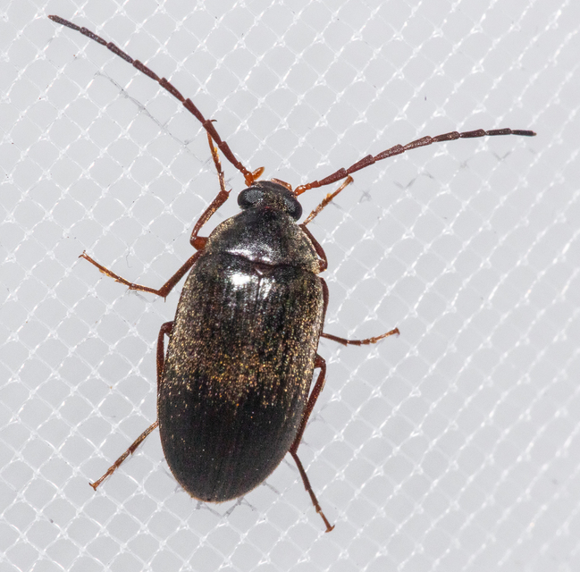 Hymenalia rufipes - rőtlábú alkonybogár