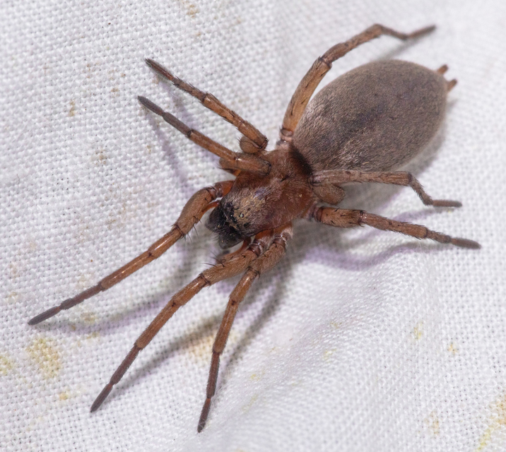 Drassodes/Drassodex