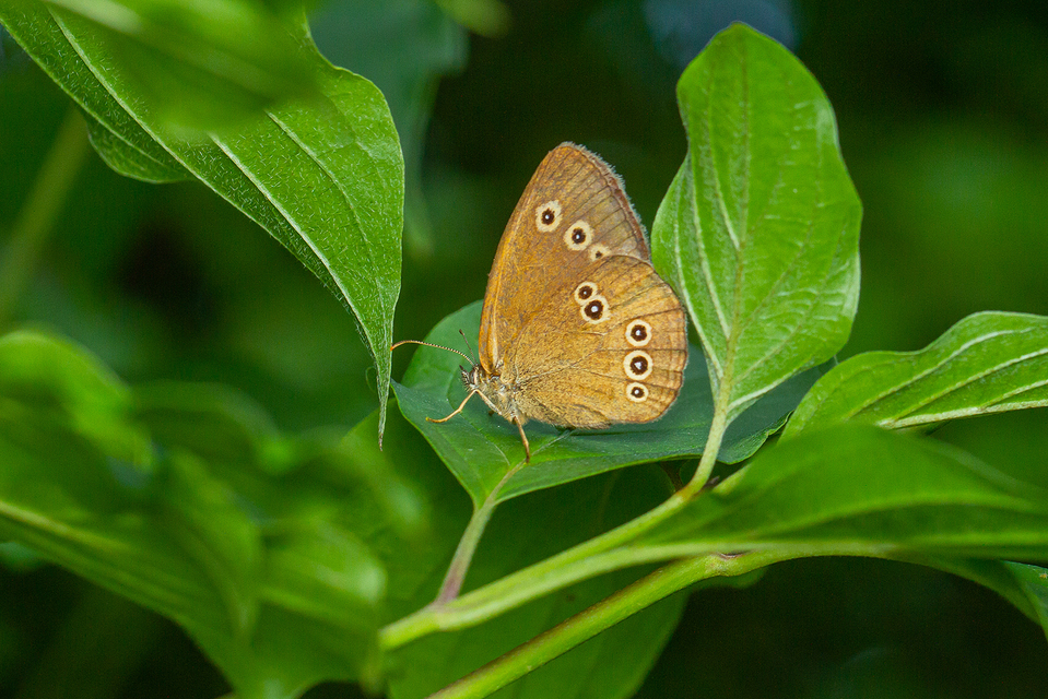 Aphantopus hyperanthus - közönséges ökörszemlepke