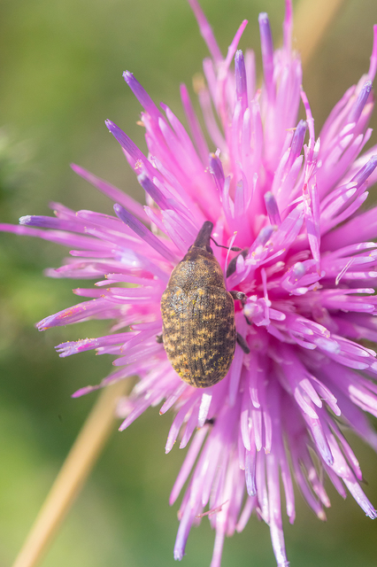 Larinus turbinatus - kúposorrú púderbarkó