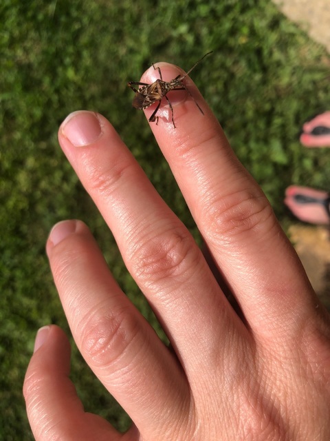 Leptoglossus occidentalis - nyugati levéllábú poloska