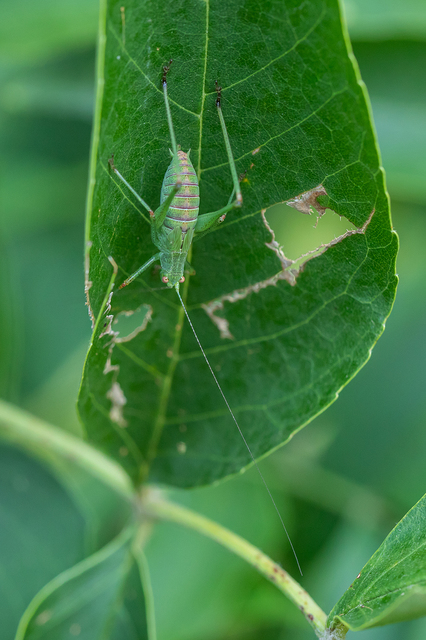 Phaneroptera nana - pontozott repülőszöcske
