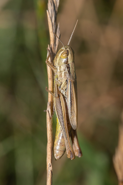 Euchorthippus declivus - rövidszárnyú rétisáska